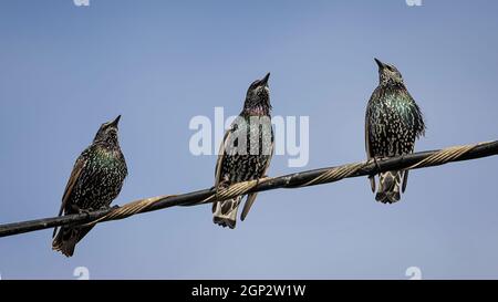 Gewöhnliche Stare auf Draht (Sturnus vulgaris) Stockfoto