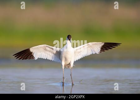 Eine Erwachsene pied avocet (Recurvirostra avosetta) Landung mit ausgebreiteten Flügeln. Stockfoto