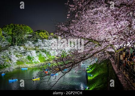 Von Chidorigafuchi gehen, um Kirschblüten in der Nacht zu sehen. Aufnahmeort: Metropolregion Tokio Stockfoto