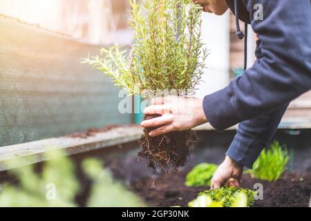 Frau pflanzte Gemüse und Kräuter in einem erhöhten Bett. Frische Pflanzen und Erde. Rosmarin Stockfoto