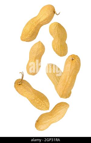 Isolierte Muttern. Sieben ganze Erdnüsse mit Schale, die auf Weiß fällt, mit einem Clipping-Pfad als Design-Element des Pakets. Volle Schärfentiefe. Levitation von Lebensmitteln Stockfoto