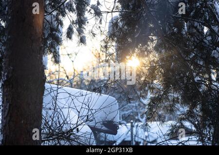 Schneebedeckte Kiefer im Hinterhof des Dorfhauses sind beleuchtet Durch Sonnenuntergang in kalten Winterabend (Konzentrieren Sie sich auf Äste mit grünen Nadeln in für Stockfoto