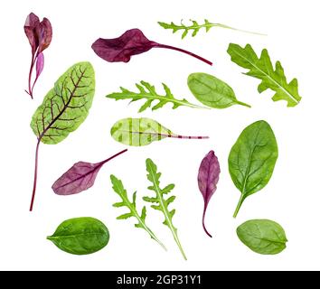Frische Blätter von verschiedenen Blattgemüse (Mangold, Spinat, Rucola) isoliert auf weißem Hintergrund Stockfoto