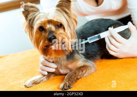 Nahaufnahme des Tierarztes, der dem Yorkshire-Hund eine Injektion gab. Stockfoto