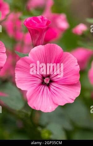 Nahaufnahme einer wunderschönen tiefrosa Lavatera / Malvenblüte während des Sommers in einem britischen Garten, England, Großbritannien Stockfoto