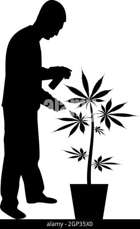 Silhouette Mann Pflege für Marihuana-Pflanze im Topf Wasser Sprühen mit Hand Sprinkler Bewässerung Garten Ernte Konzept zu Hause schwarz Farbe Vektor Illustration flachen Stil Bild Stock Vektor