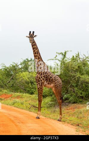 Die einsame Giraffe überquert den Weg in der Savanne von Tsavo West Park in Kenia in Afrika Stockfoto