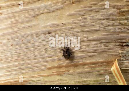 Waldkäfer (Pentatoma rufipes) an der Rinde einer Birke mit Papierrinde, England, Vereinigtes Königreich Stockfoto