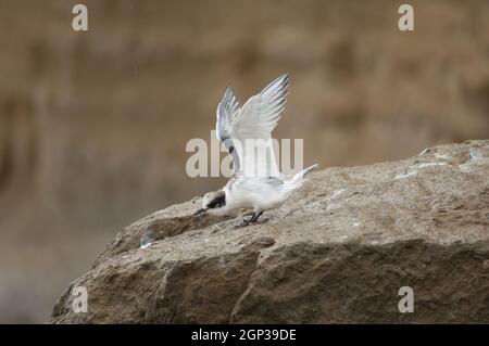 Seeschwalbe Sterna striata. Jugendliches Stretching. Cape Kidnappers Gannet Reserve. Nordinsel. Neuseeland. Stockfoto