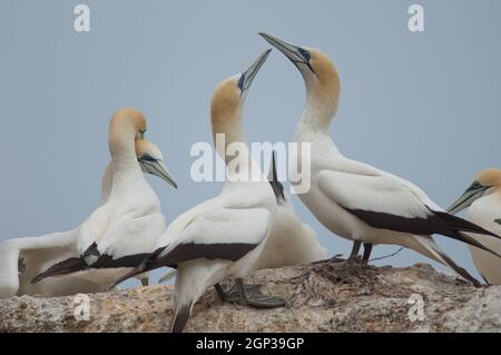 Australasian Tölpel Morus serrator. Erwachsene umwerben. Black Reef Gannet Colony. Cape Kidnappers Gannet Reserve. Nordinsel. Neuseeland. Stockfoto