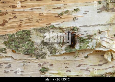 Waldkäfer (Pentatoma rufipes) an der Rinde einer Birke mit Papierrinde, England, Vereinigtes Königreich Stockfoto