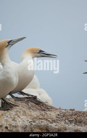 Australasian Tölpel Morus Serrator konfrontiert mit einem anderen Paar. Black Reef Gannet Colony. Cape Kidnappers Gannet Reserve. Nordinsel. Neuseeland. Stockfoto