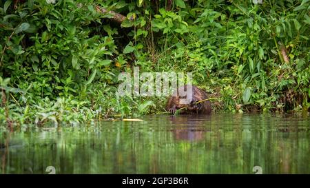 Eurasischer Biber, Rizinusfaser, hält einen frischen Ast in Pfoten und nagt ihn mit Zähnen am Flussufer. Wild Wassertier mit nassem Fell sitzt auf dem Stockfoto