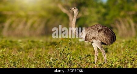 Greater rhea, rhea americana, steht im Sommer Natur von Abendsonne mit Kopierraum beleuchtet. Tierwelt in Pantanal, Brasilien von der Seite Stockfoto