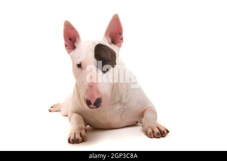 Studioaufnahme von einem schönen Bullterrier Stockfoto