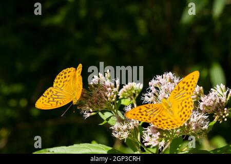 Silber - fritillaryschmetterling in natürlicher Umgebung gewaschen, Nationalpark Slovensky Raj, Slowakei Stockfoto