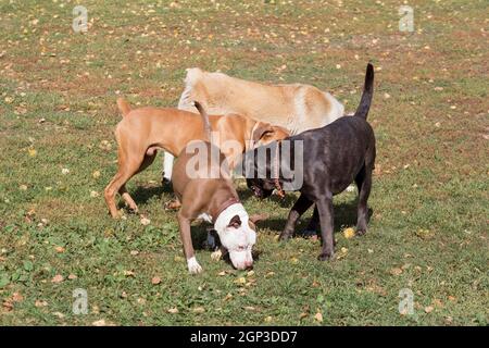 Cane corso Welpe, deutscher Boxerwelpe, Alabai-Welpe und amerikanischer Pitbull-Terrier-Welpe laufen auf einem grünen Gras im Herbstpark. Haustiere. Stockfoto