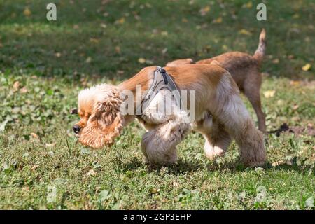 Cavalier King charles Spaniel Welpe schnuppert im Herbstpark auf einem grünen Gras Spuren. Haustiere. Reinrassige Hündin. Stockfoto