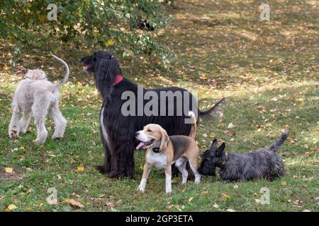 Zwei afghanische Hunde, ein englischer Beagle-Welpe und ein schottischer Terrier-Welpe laufen auf einem grünen Gras im Herbstpark. Haustiere. Reinrassige Hündin. Stockfoto