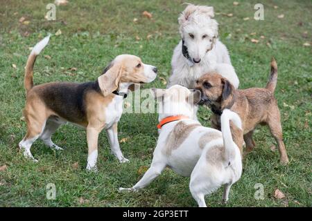 Im Herbstpark spielen englischer Beagle-Welpe, afghanischer Hundehund-Welpe, Border Terrier-Welpe und multibred Dog. Haustiere. Reinrassig. Stockfoto