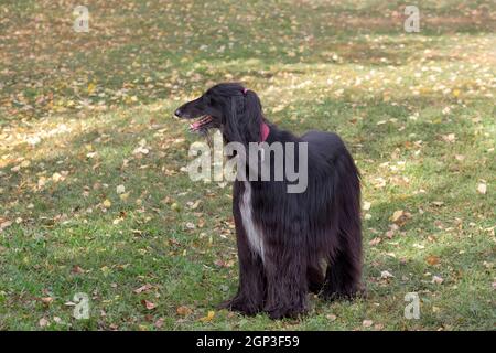 Süßer schwarzer afghanischer Hund steht auf einem grünen Gras im Herbstpark. Östlicher Windhund oder persischer Windhund. Haustiere. Reinrassige Hündin. Stockfoto