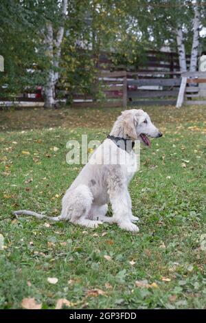 Der afghanische Hundewelpe sitzt auf einem grünen Gras im Herbstpark. Östlicher Windhund oder persischer Windhund. Haustiere. Reinrassige Hündin. Stockfoto