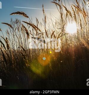 Sonnenstrahlen mit farbigen Highlights durch die Ähren von Mais gegen den blauen Himmel. Landschaft Natur. Stockfoto