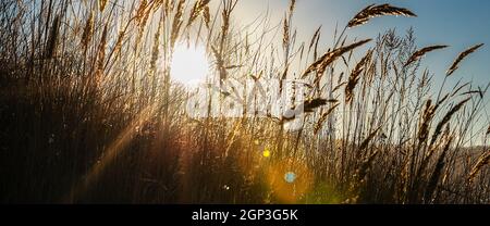 Sonnenstrahlen mit farbigen Highlights durch die Ähren von Mais gegen den blauen Himmel. Landschaft Natur. Stockfoto