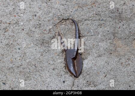 Konkrete Textur Hintergrund. Nahaufnahme einer alten rostigen Metallzange, die in eine Betonwand eingebettet ist. Stockfoto