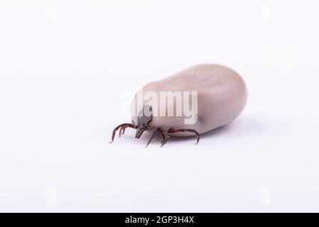 Zecken (Ixodes ricinus) gefüllt mit Blut isoliert auf weiß. Gefahr Insekten können sowohl bakterielle als auch virale Krankheitserreger wie die Erreger übertragen Stockfoto