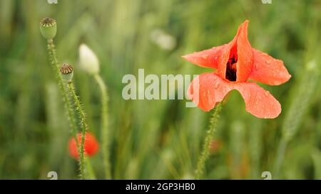 Leuchtend rote Mohnblume, Blütenblätter nass von regen wächst in grünen Feld von unreifen Weizen, Nahaufnahme Detail. Stockfoto