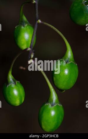 Beeren von Kängurupfelle Solanum laciniatum. Stewart Island. Neuseeland. Stockfoto