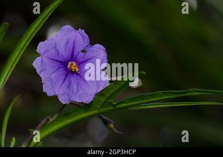 Blume und Blätter des Kängurupfels Solanum laciniatum. Stewart Island. Neuseeland. Stockfoto