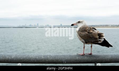 Eine Möwe blickt vom Seal Beach Pier in Seal Beach, Kalifornien, USA, auf die Skyline von Long Beach Stockfoto