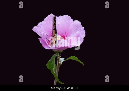 Monarch Schmetterling Fütterung in Rose of Sharon Blume Stockfoto
