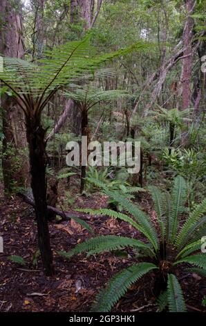 Regenwald mit Kronfarn Lomaria verfärbt sich in der unteren rechten Ecke und Wheki Dicksonia squarrosa links. Ulva Island. Neuseeland. Stockfoto