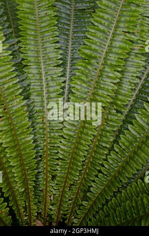 Die Wedel des Kronfarns Lomaria verfärben sich. Ulva Island. Rakiura Nationalpark. Neuseeland. Stockfoto