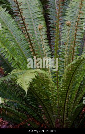 Die Wedel des Kronfarns Lomaria verfärben sich. Ulva Island. Rakiura Nationalpark. Neuseeland. Stockfoto