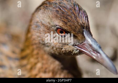 Steward Island weka Gallirallus australis scotti. Boulder Beach. Ulva Island. Rakiura Nationalpark. Neuseeland. Stockfoto