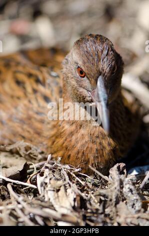 Steward Island weka Gallirallus australis scotti Ruhe. Boulder Beach. Ulva Island. Rakiura Nationalpark. Neuseeland. Stockfoto