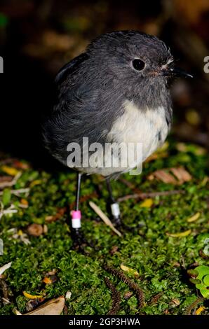 Stewart Island Robin Petroica australis rakiura. Ulva Island. Rakiura Nationalpark. Neuseeland. Stockfoto