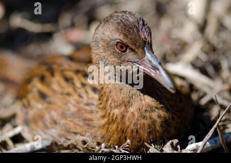 Steward Island weka Gallirallus australis scotti Ruhe. Boulder Beach. Ulva Island. Rakiura Nationalpark. Neuseeland. Stockfoto