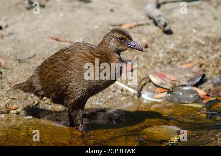 Steward Island weka Gallirallus australis scotti. Jugendlich. Boulder Beach. Ulva Island. Rakiura Nationalpark. Neuseeland. Stockfoto