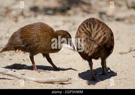 Steward Island weka Gallirallus australis scotti. Jugendliche und Erwachsene auf der Suche nach Nahrung. Boulder Beach. Ulva Island. Neuseeland. Stockfoto