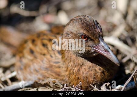 Steward Island weka Gallirallus australis scotti Ruhe. Boulder Beach. Ulva Island. Rakiura Nationalpark. Neuseeland. Stockfoto