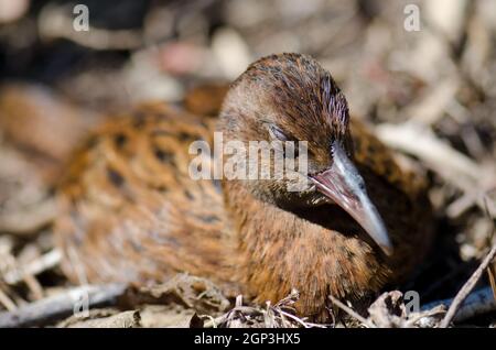 Steward Island weka Gallirallus australis scotti Ruhe. Boulder Beach. Ulva Island. Rakiura Nationalpark. Neuseeland. Stockfoto