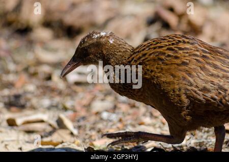 Steward Island weka Gallirallus australis scotti Wandern. Boulder Beach. Ulva Island. Rakiura Nationalpark. Neuseeland. Stockfoto