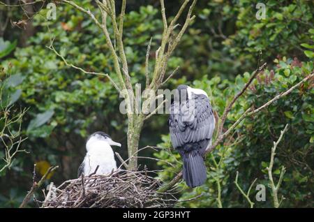Australische Phalacrocorax varius. Erwachsene schlafen und Küken im Nest. Stewart Island. Rakiura Nationalpark. Neuseeland. Stockfoto