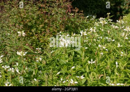 Sommer blühender weißer Blütenkopf auf einer Mehrjährigen Turtelkopf- oder Balmony-Pflanze (Chelone glabra), die in einer krautigen Grenze in einem Waldgarten wächst Stockfoto