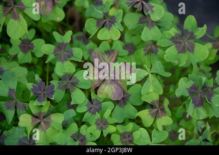 Grüne herzförmige Blätter mit einem violetten Fleck an der Basis einer Glücksklee-Pflanze (Oxalis tetraphylla 'Iron Cross'), die in einem Blumentopf wächst Stockfoto